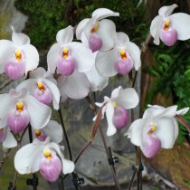 Двухцветковая орхидея пафиопедилум Делената (Paphiopedilum delenatii)