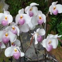 Двухцветковая орхидея пафиопедилум Делената (Paphiopedilum delenatii) Двухцветковая орхидея пафиопедилум Делената (Paphiopedilum delenatii)