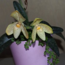 Пафиопедилум одноцветный (Paphiopedilum concolor) Пафиопедилум одноцветный (Paphiopedilum concolor)