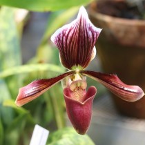 Пафиопедилум Гарриса (Paphiopedilum harrisianum) Пафиопедилум Гарриса (Paphiopedilum harrisianum)