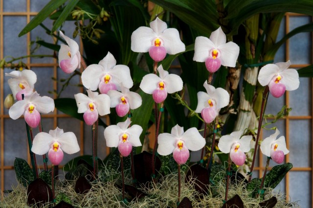 Пафиопедилум «Деперле» (Paphiopedilum delenatii x Paphiopedilum primulinum) Пафиопедилум «Деперле» (Paphiopedilum delenatii x Paphiopedilum primulinum)