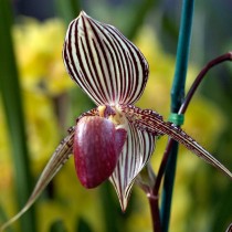 Пафиопедилюм Ротшильда (Paphiopedilum rothschildianum) Пафиопедилюм Ротшильда (Paphiopedilum rothschildianum)