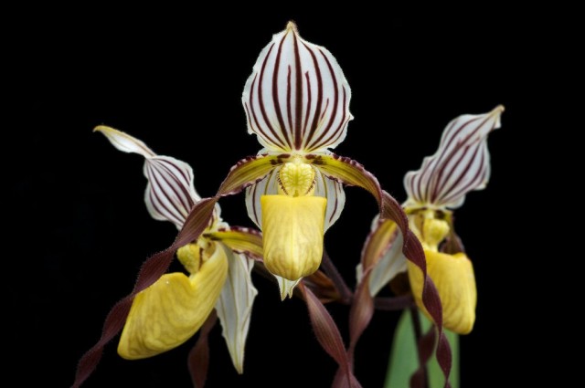 Пафиопедилюм Ротшильда (Paphiopedilum rothschildianum) Пафиопедилюм филлипинский (Paphiopedilum philippinense