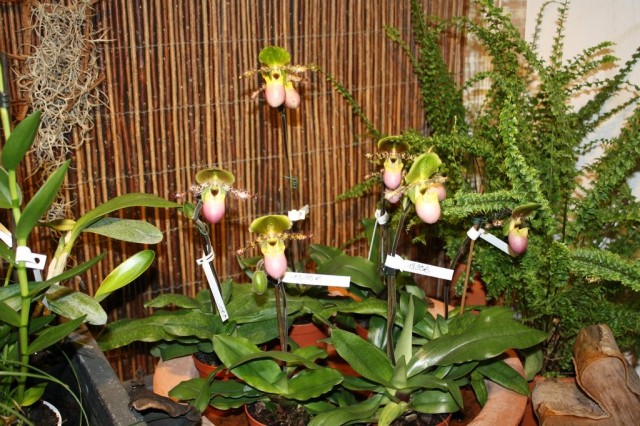 Пафиопедилумы «Пиноккио» (Paphiopedilum Pinocchio) Пафиопедилумы «Пиноккио» (Paphiopedilum Pinocchio)