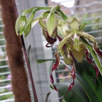 Пафиопедилум Пэриша (Paphiopedilum parishii) Пафиопедилум Пэриша (Paphiopedilum parishii)
