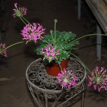 Пеларгония потучневшая (Pelargonium incrassatum) Пеларгония потучневшая (Pelargonium incrassatum)
