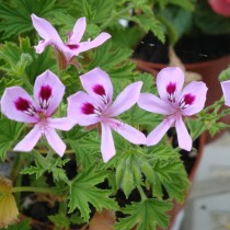 Пеларгония лимонная (Pelargonium citronellum) Пеларгония лимонная (Pelargonium citronellum)