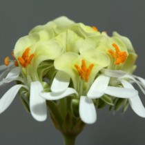 Пеларгония орхидная (Pelargonium ochroleucum) Пеларгония орхидная (Pelargonium ochroleucum)