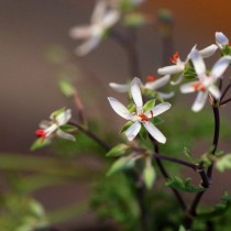 Пеларгония роголистная (Pelargonium ceratophyllum) Пеларгония роголистная (Pelargonium ceratophyllum)