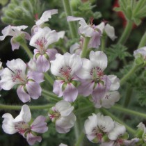 Пеларгония кортузолистная (Pelargonium cortusifolium) Пеларгония кортузолистная (Pelargonium cortusifolium)