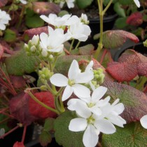 Пеларгония семядольная (Pelargonium cotyledonis) Пеларгония семядольная (Pelargonium cotyledonis)