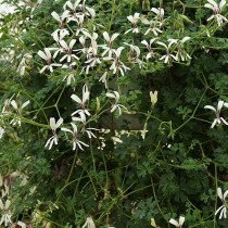 Пеларгония трехнадрезная (Pelargonium trifidum) Пеларгония трехнадрезная (Pelargonium trifidum)