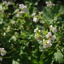 Пеларгония ароматнейшая (Pelargonium odoratissimum) Пеларгония ароматнейшая (Pelargonium odoratissimum)