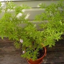 Пеларгония розовая (Pelargonium radens) Пеларгония розовая (Pelargonium radens)