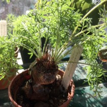 Пеларгония репковидная (Pelargonium rapaceum)