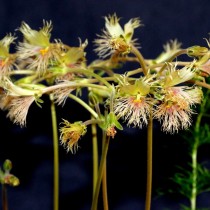 Пеларгония Боукера (Pelargonium bowkeri) Пеларгония Боукера (Pelargonium bowkeri)