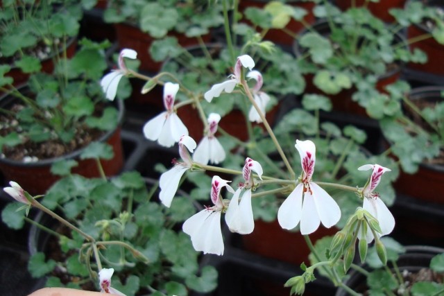 Пеларгония дихондролистная (Pelargonium dichondraefolium) Пеларгония дихондролистная (Pelargonium dichondraefolium)