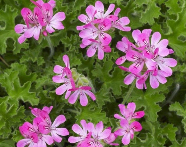 Пеларгония головчатая (Pelargonium capitatum) Пеларгония головчатая (Pelargonium capitatum)