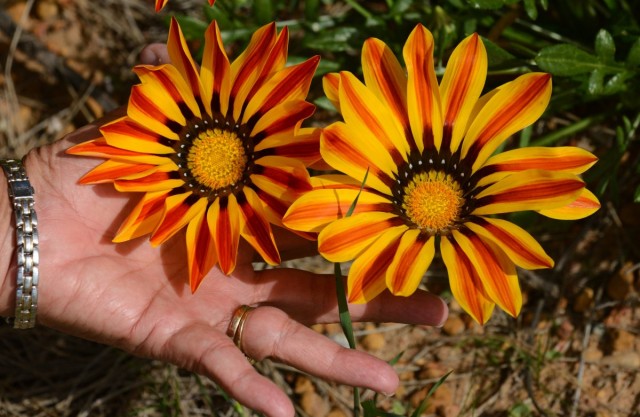 Гацания линейная (Gazania linearis) Гацания линейная (Gazania linearis)
