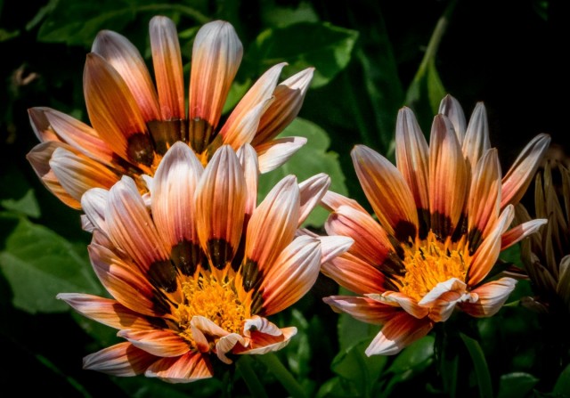 Гацания жестковатая (Gazania rigens) Гацания жестковатая (Gazania rigens)