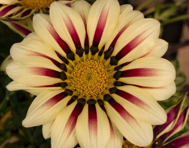 Гацания гибридная (Gazania Hybrids Гацания гибридная (Gazania Hybrids)