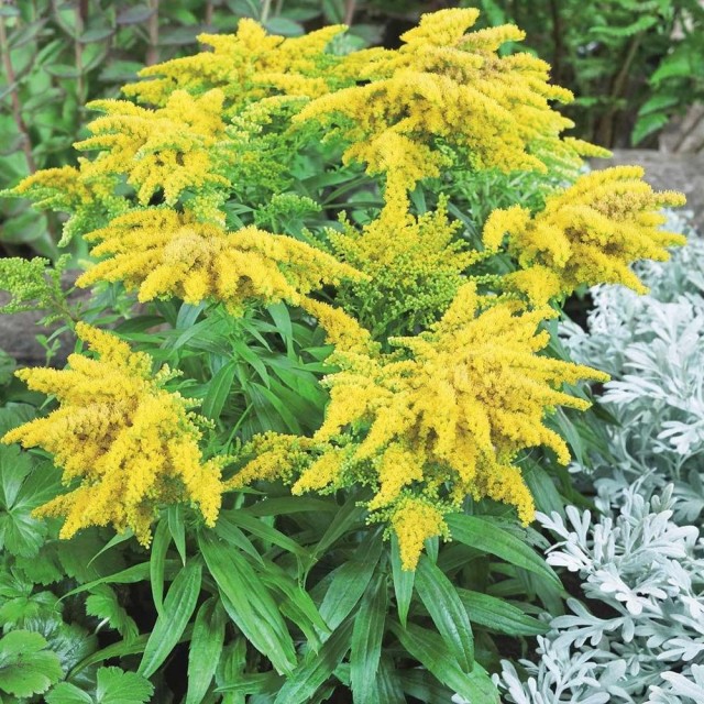 Золотарник 'Golden Dwarf' Золотарник 'Golden Dwarf'
