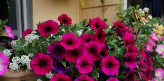Петуния 'Shock Wave Deep Purple'