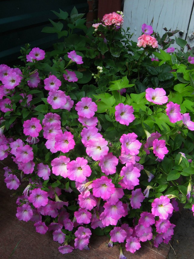 Петуния 'Opera Supreme Pink Morn' Петуния 'Opera Supreme Pink Morn'
