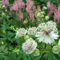 Астранция 'Sunningdale Variegated' Астранция 'Sunningdale Variegated'