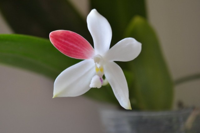 Фаленопсис тетраспис (Phalaenopsis tetraspis) C1 Фаленопсис тетраспис (Phalaenopsis tetraspis) C1