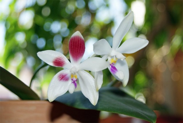 Фаленопсис четырехщитковый можно выращивать как в специальных емкостях для орхидей, так и на блоках