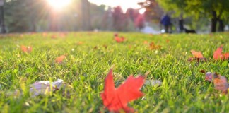 Осенняя подготовка газона к зиме - Буйские удобрения Грамотно подготовленный газон не боится зимы или засушливых периодов