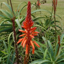 Цветение древовидного алоэ (Aloe arborescens) Цветение древовидного алоэ (Aloe arborescens)