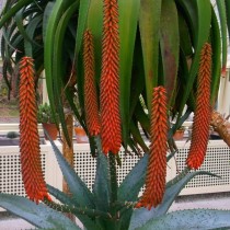 Цветение устрашающего алоэ (Aloe ferox) Цветение устрашающего алоэ (Aloe ferox)