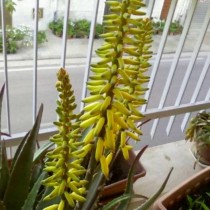 Цветение алоэ вера (Aloe vera) Цветение алоэ вера (Aloe vera)