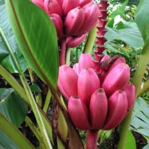 Банан розовый бархатный (Musa velutina) Банан розовый бархатный (Musa velutina)
