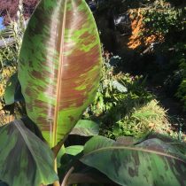 Банан дарджилингский (Musa sikkimensis) 'Red Tiger' Банан дарджилингский (Musa sikkimensis) 'Red Tiger'