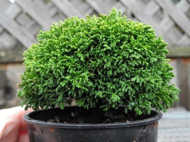 Кипарисовик горохоплодный (Chamaecyparis pisifera) Кипарисовик горохоплодный (Chamaecyparis pisifera)