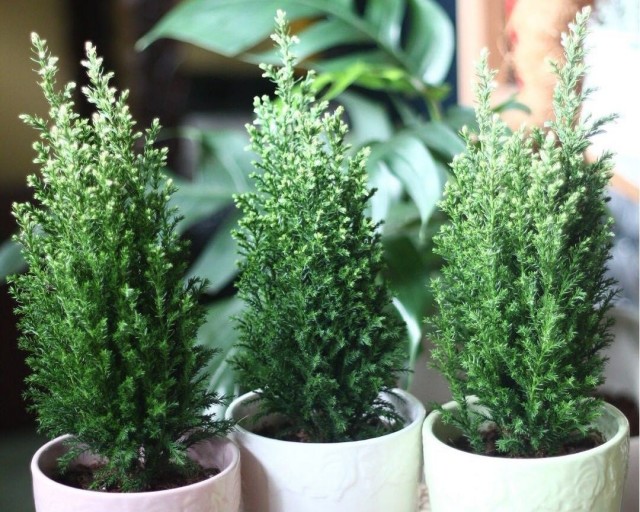 Кипарисовик Лавсона «Элвуди» (Chamaecyparis lawsoniana 'Elwoodii') Кипарисовик Лавсона «Элвуди» (Chamaecyparis lawsoniana 'Elwoodii')