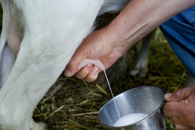 Молочные козы могут давать до 4 литров молока в день после первого окота