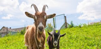 Коза на подворье — 5 советов для начинающих