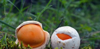 Малознакомые, но вкусные и полезные грибы