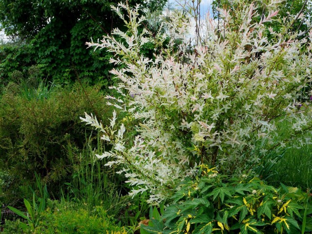 Ива цельнолистная «Хакуро Нишики» (Salix integra 'Hakuro Nishiki') Ива цельнолистная «Хакуро Нишики» (Salix integra 'Hakuro Nishiki')