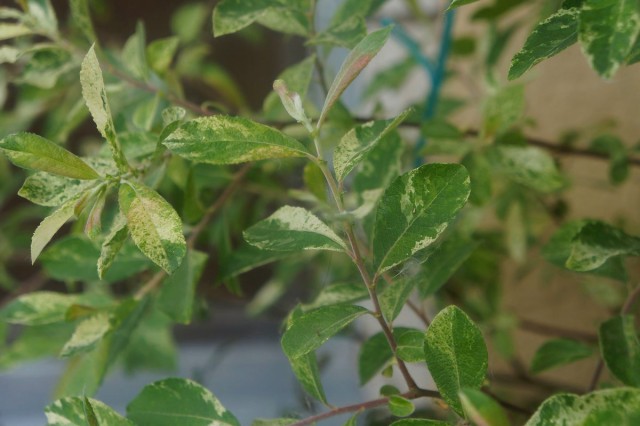 Ива пепельная «Триколор» (Salix cinerea Tricolor) Ива пепельная «Триколор» (Salix cinerea Tricolor)