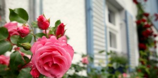 Почему мои розы никогда не болеют грибковыми заболеваниями