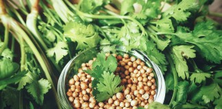 Полезный и незаменимый кориандр — как вырастить и использовать?