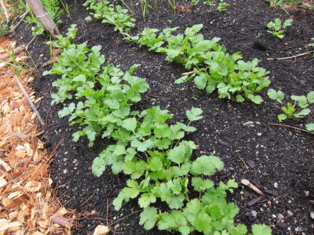 Место для выращивания кориандра при весеннем или под зиму посеве выбирают слегка затененное
