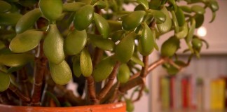 Почему опадают листья с денежного дерева?