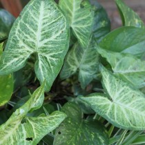 Сингониум ножколистный (Syngonium podophyllum) Сингониум ножколистный (Syngonium podophyllum)