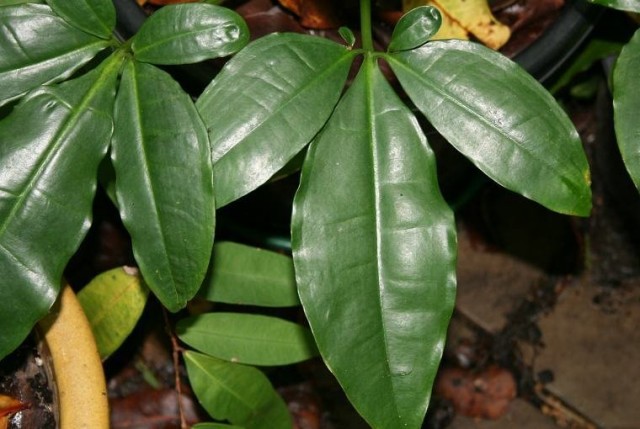Сингониум ушковидный (Syngonium auritum) Сингониум ушковидный (Syngonium auritum)